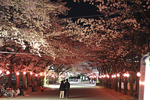 小瀬スポーツ公園の桜