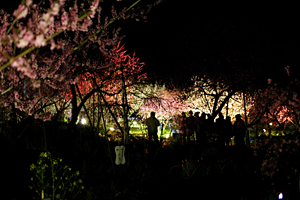 金桜園