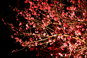 金桜園