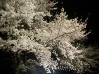 桜-２