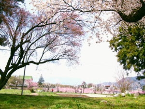 桃の花と桜